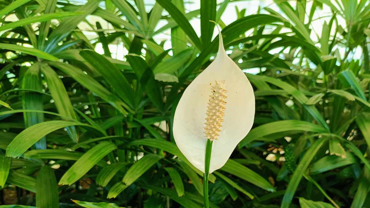 Useful tips for growing Spathiphyllum or peace lily
