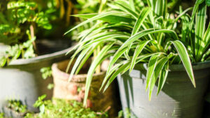 Place It in Your Home. This Plant is a Real Air Purifier