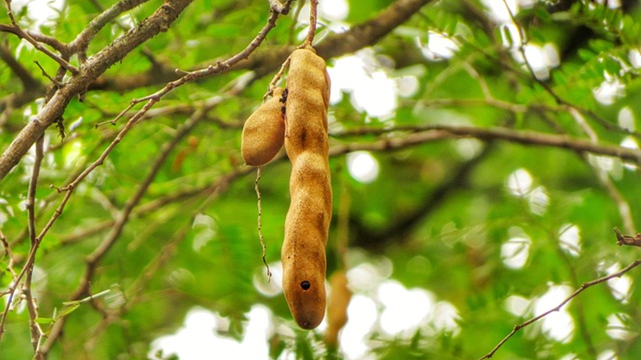 tamarind hanging from the tree
