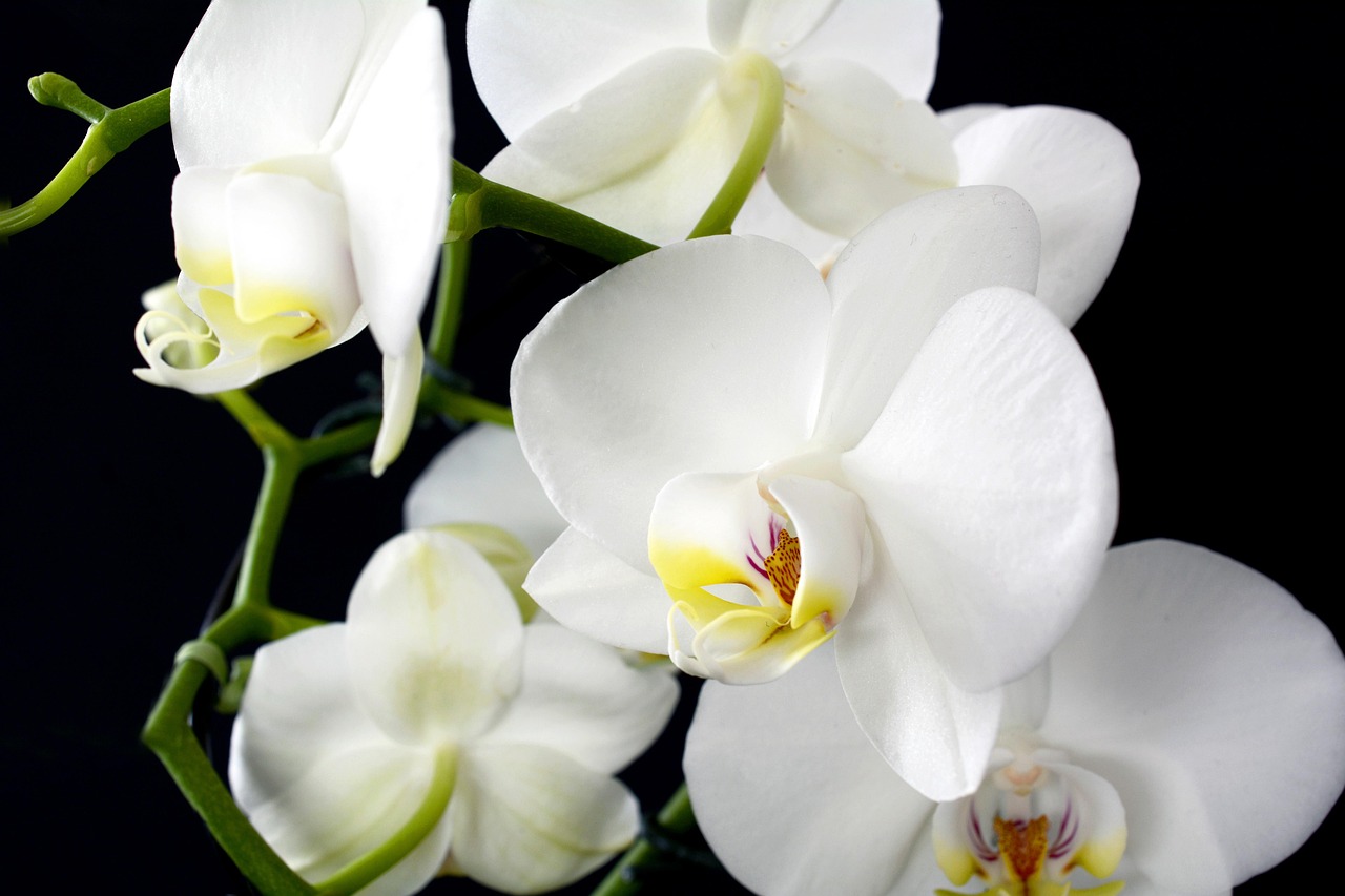 orchids are blooming luxuriantly