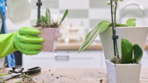 How to Make the Orchid Sprout? Try This Method New Buds Will Appear Immediately