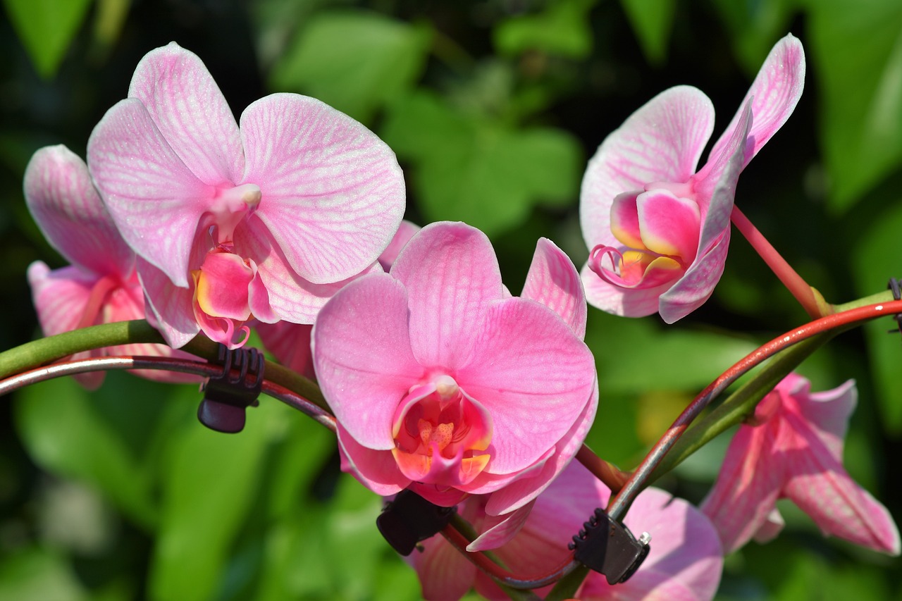 beautiful pink orchid blossoms