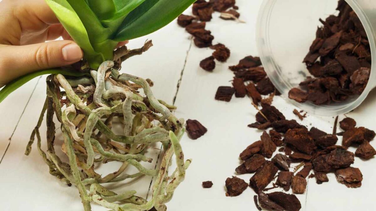 Garden And Plants garden-and-plants