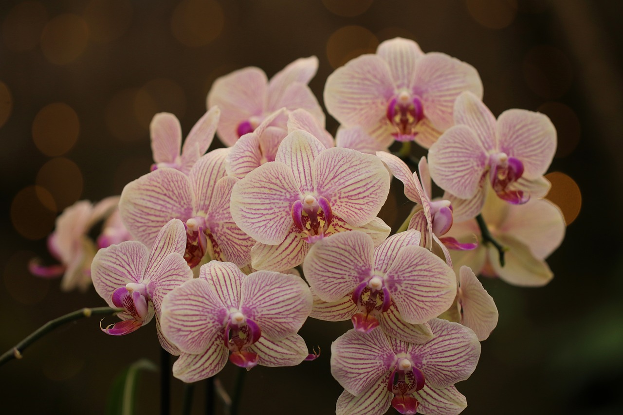 purple orchid flowers