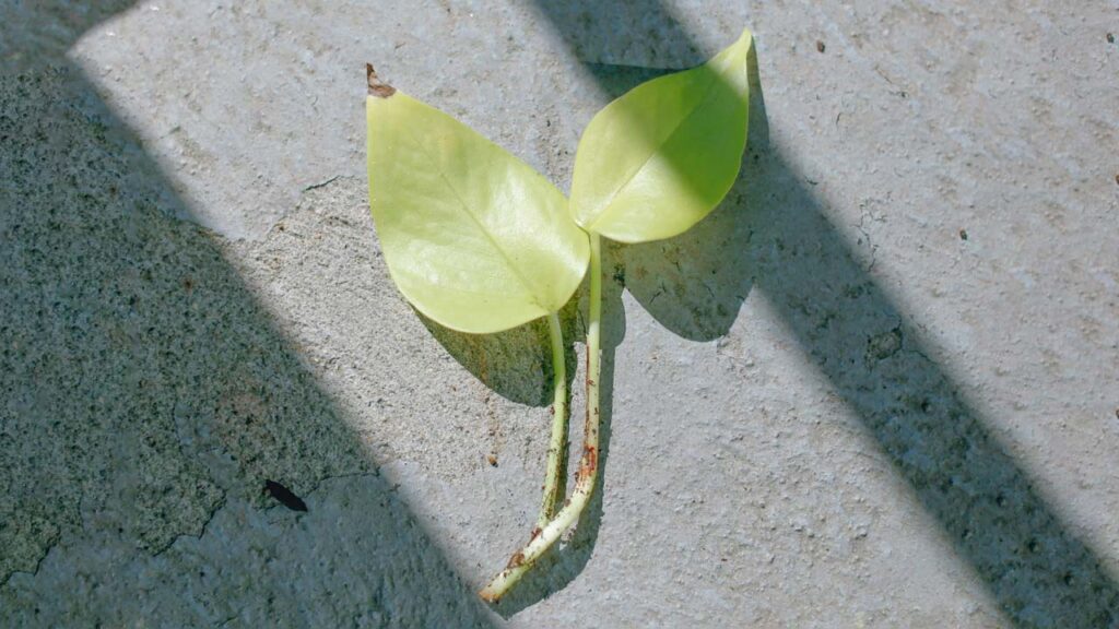 leaves of pothos