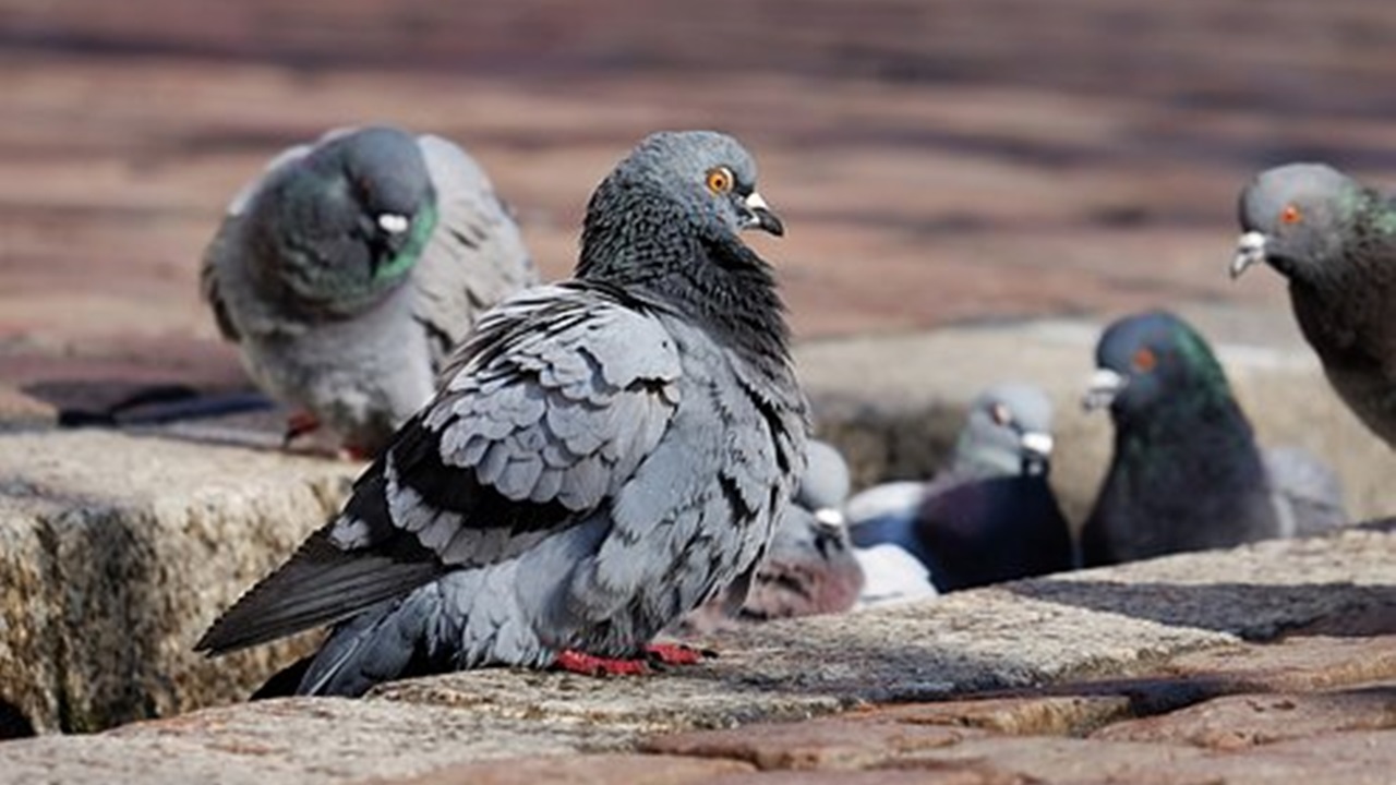 birds enjoying in the park