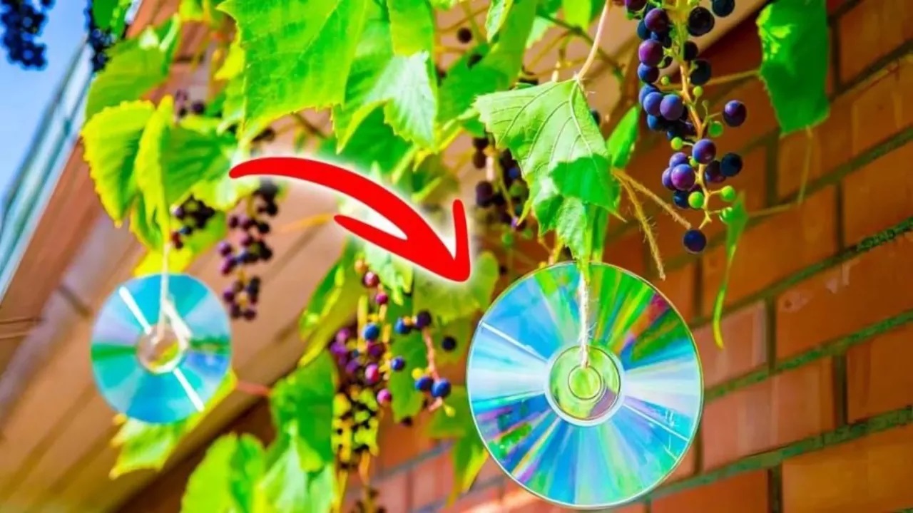 why someone hangs CDs on trees?