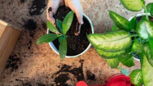 You Can Feed Your Plants with Just One Natural Ingredient