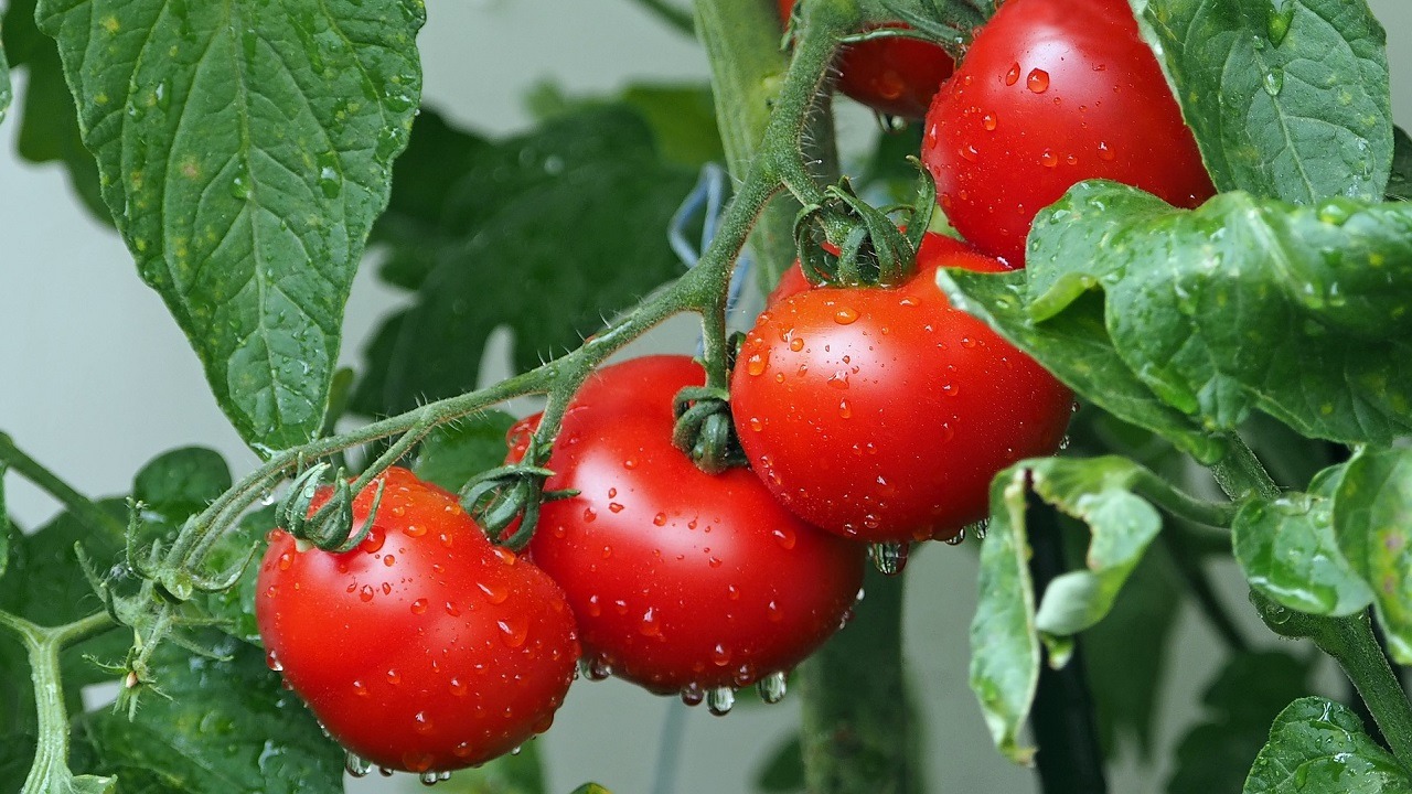 fully grown tomatoes on the plant