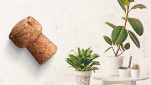 Don’t Throw Away the Sparkling Wine Cork, Put It in Your Plants
