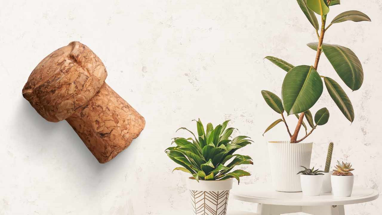 you can use cork to take care of your plants in a surprising way