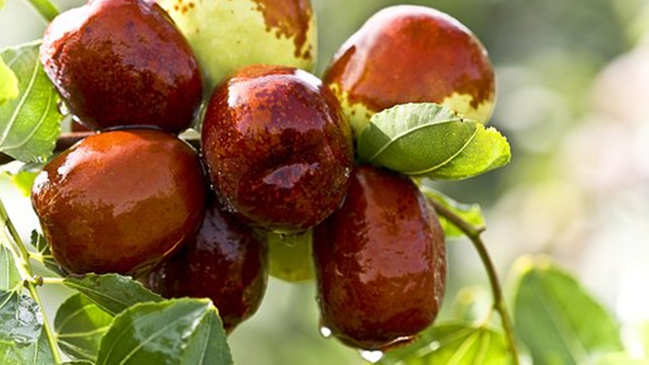 Deglet dates are hanging from the tree