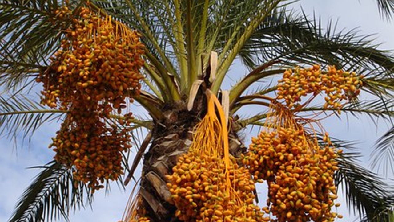 Barhi dates are hanging from the tree