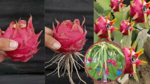 How to Grow Dragon Fruit Tree From a Pitaya
