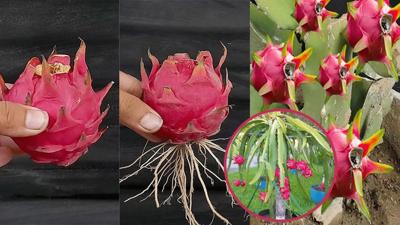 How to always have Dragon fruit available by growing it from pitaya