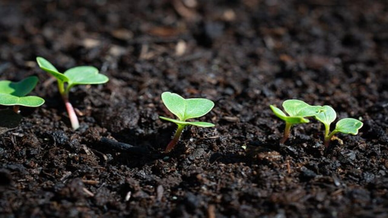 plants are growing in the garden