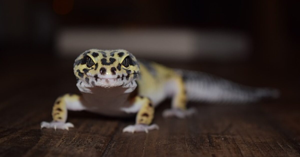 Geckos in Winter: Where are They Hiding?