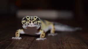 Geckos in Winter: Where are They Hiding?