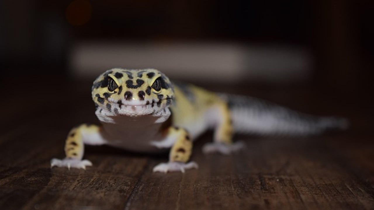 gecko on the floor