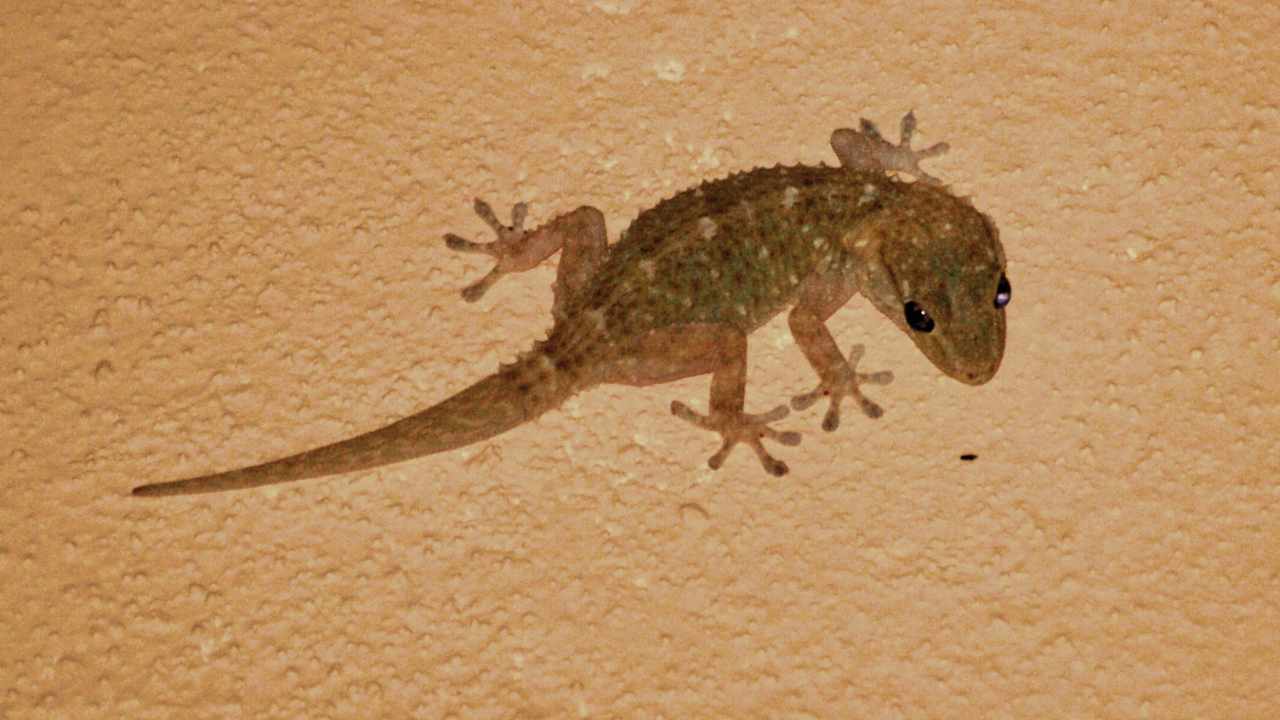 Geckos: where they spend the winter and where they take refuge