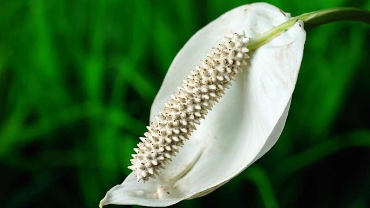 fully bloom peace lily