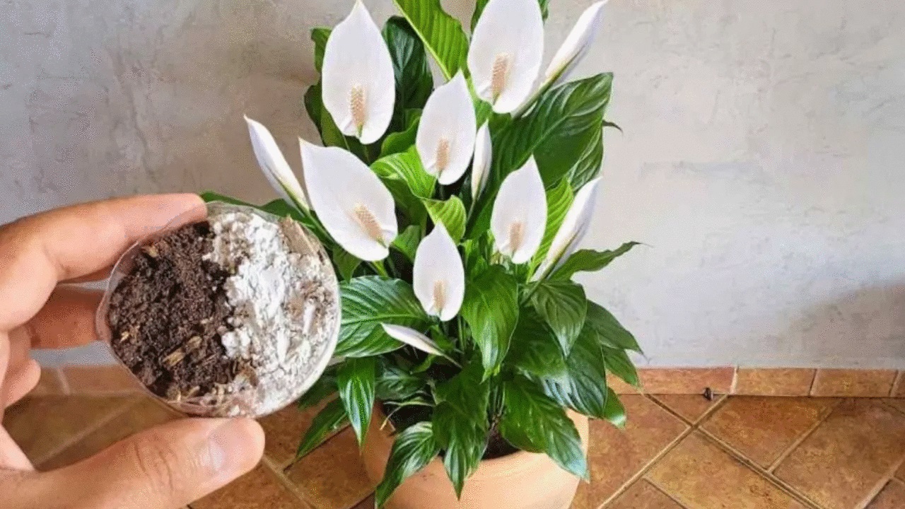Peace lily: how to prepare a mix to make it grow strong and healthy