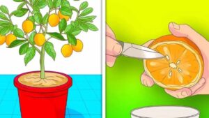 Planting Mandarins From Seed: Everything You Need to Know