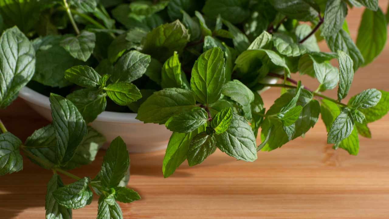 How to grow in pots and care for mint