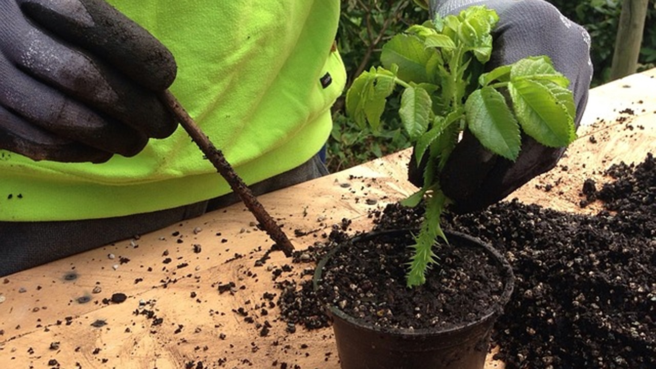 a person is cultivating mint in the pot