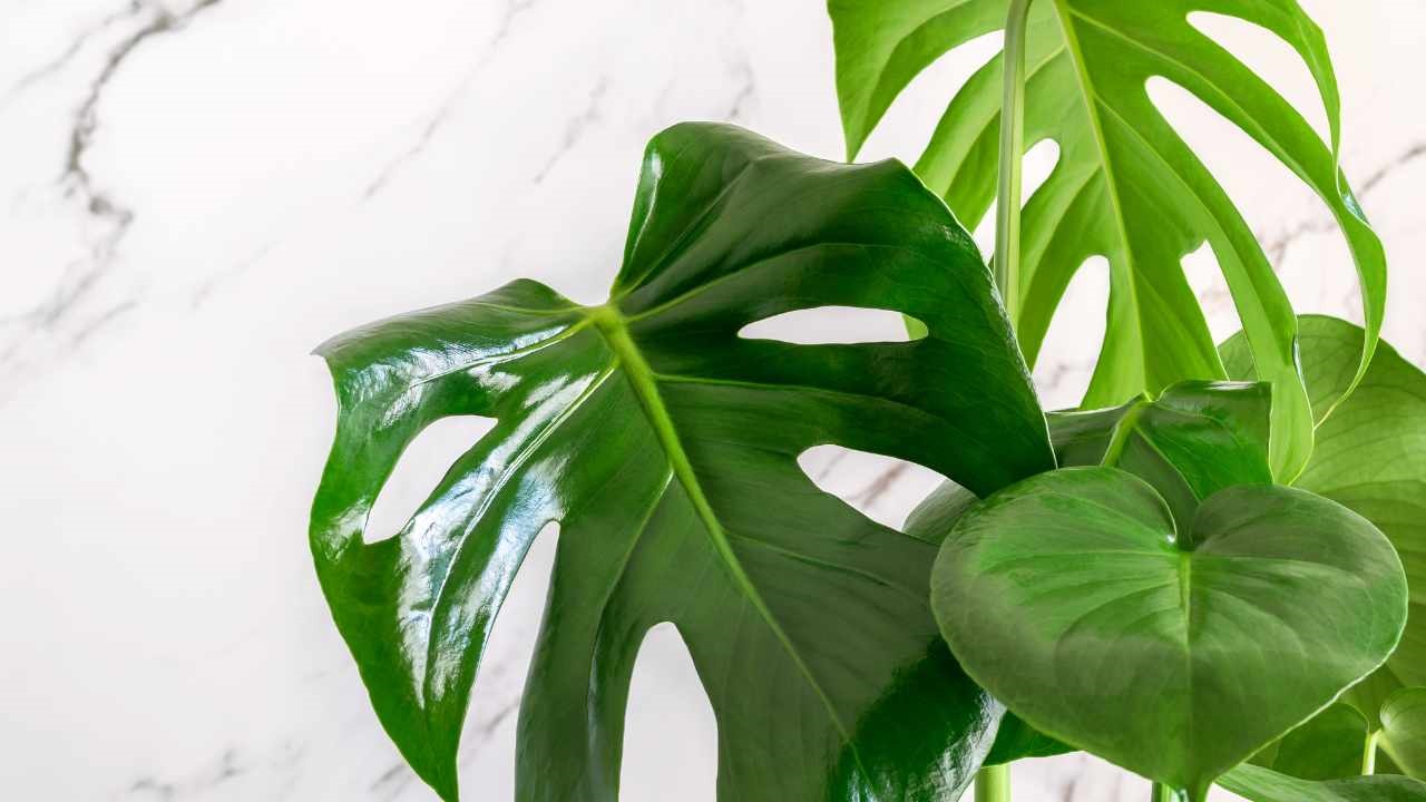 Did you know that it is possible to propagate Monstera deliciosa via cuttings?