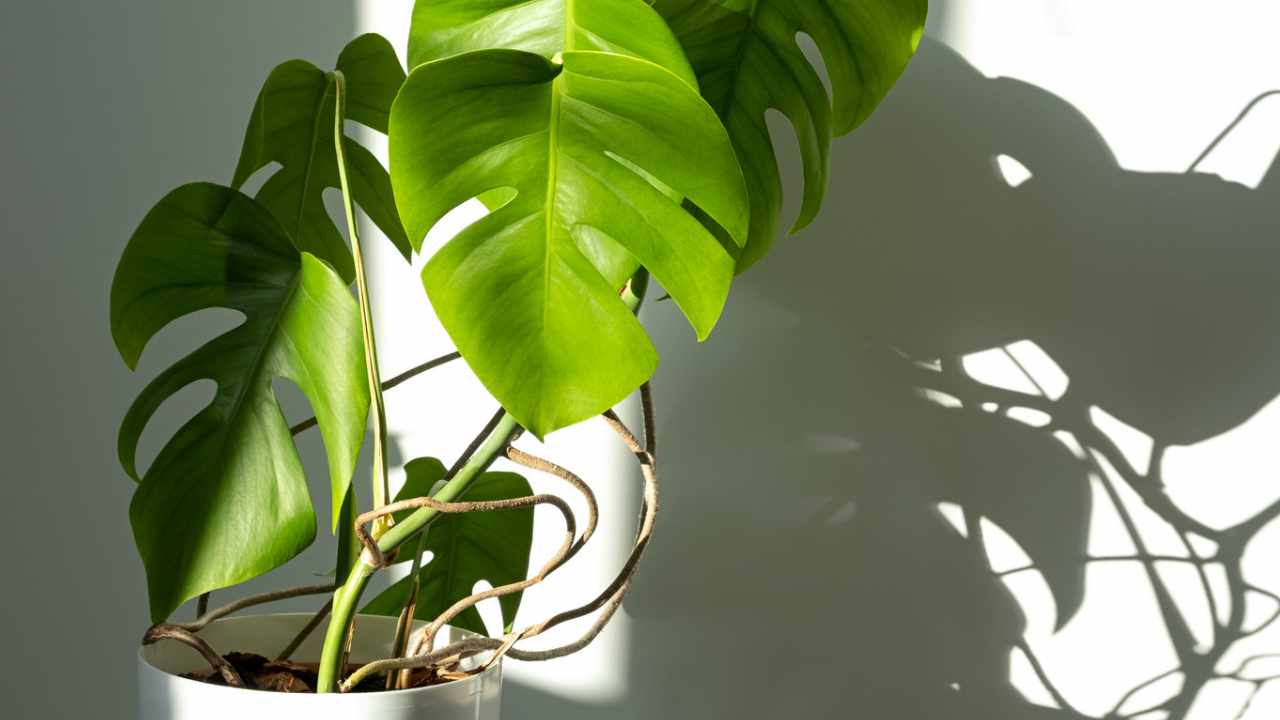 Monstera deliciosa placed in bright area