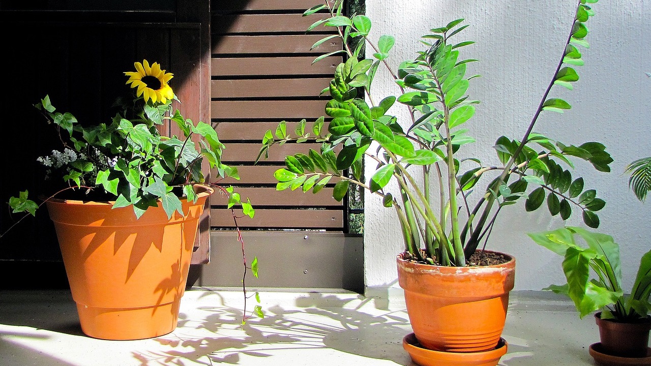Zamioculcas plant placed in the bright area
