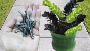 Just a Few Nails in the Soil of Your Zamioculcas: the Reason