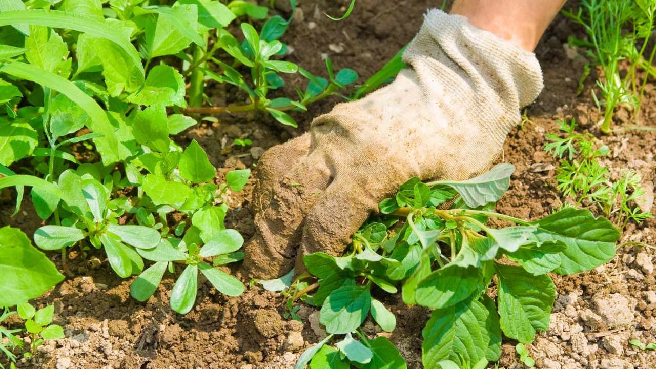 a person is taking care of the plants in the garden