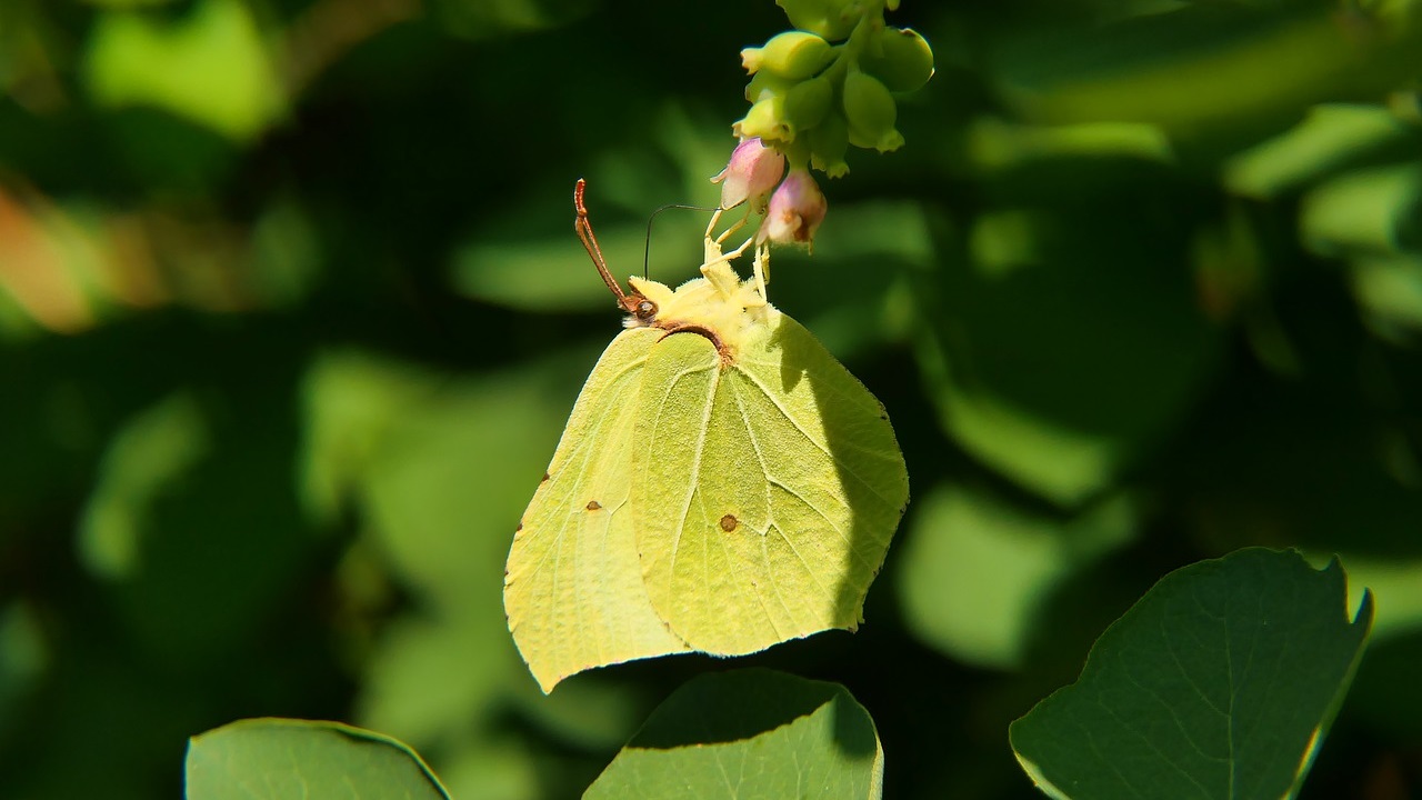 serpentine leafminer , a parasite in the leaf