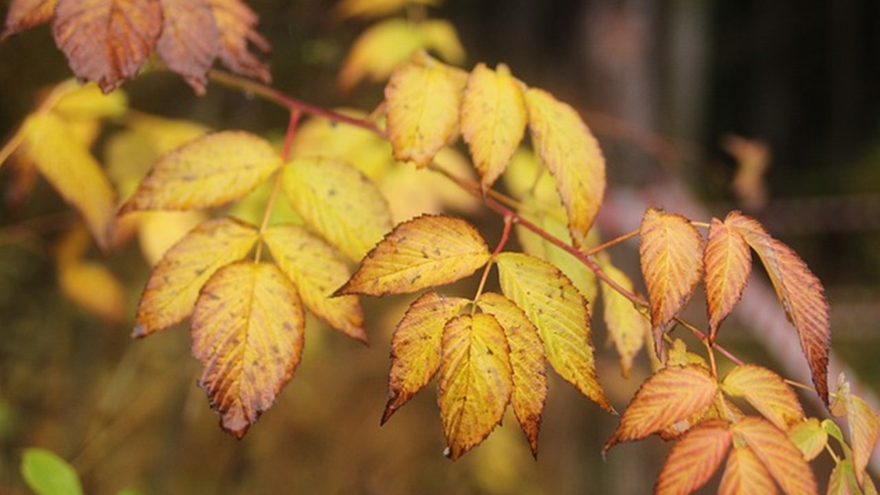 yellow leaves of the plant