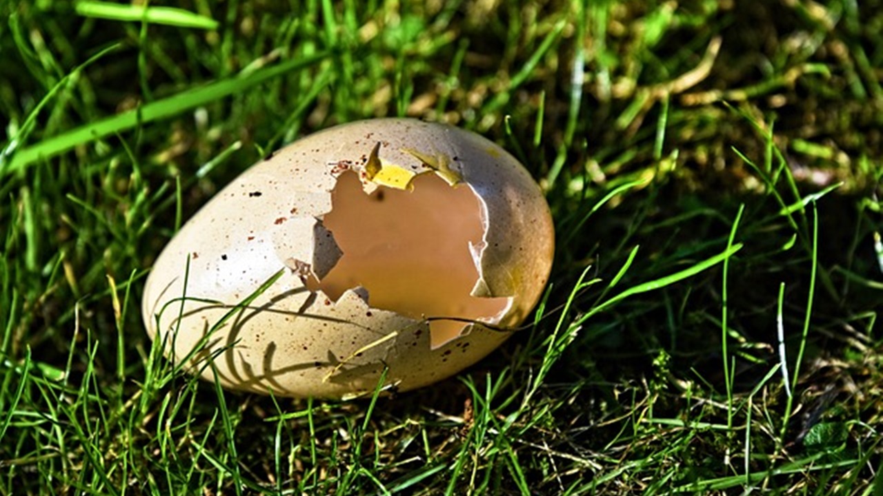 an eggshell is placed on the grass