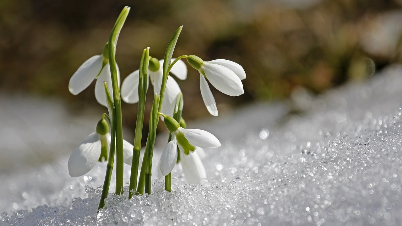 snowdrop flower