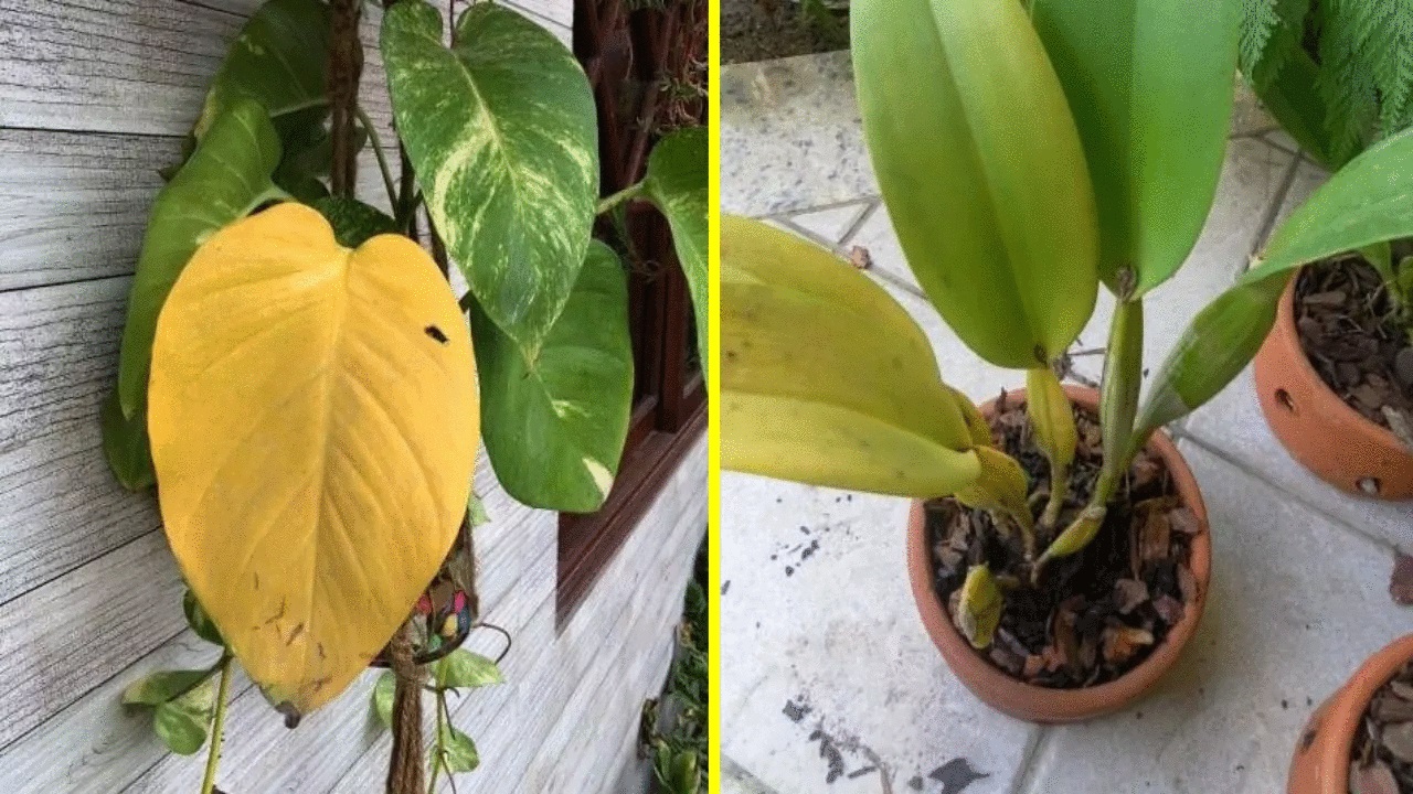 Factors and causes that influence the yellowing of plant leaves