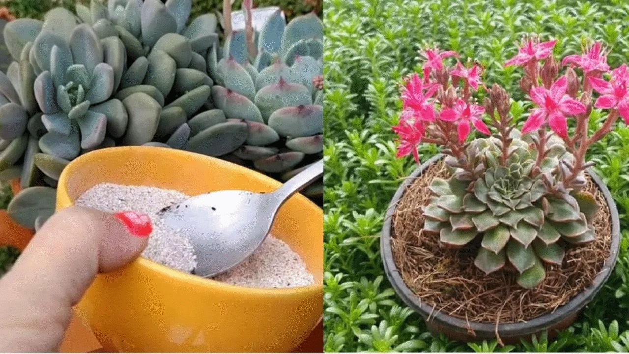 Plants: how to prepare a fertilizer mix, using egg shells