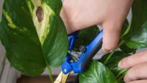 Why Pothos Has Yellow Leaves and How to Intervene