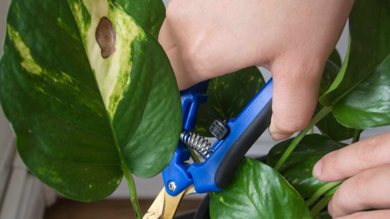 Pothos, why the leaves turn yellow and how to remedy it