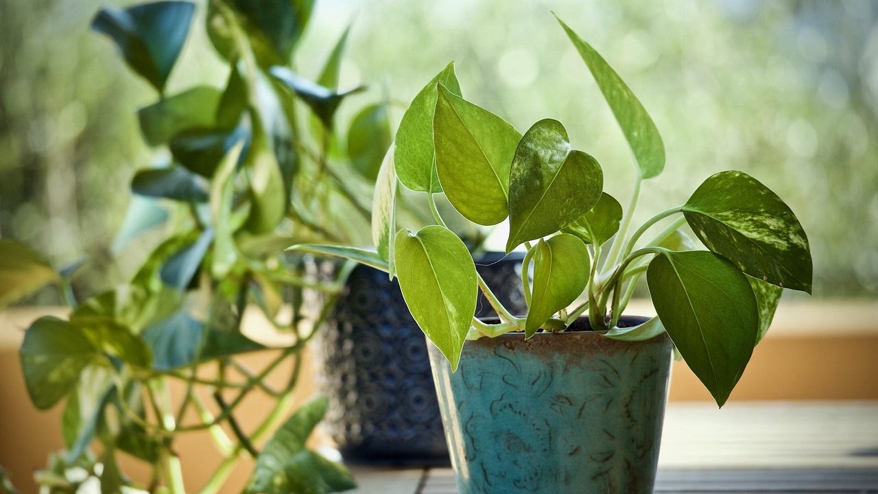 pothos is growing beautifully indoors