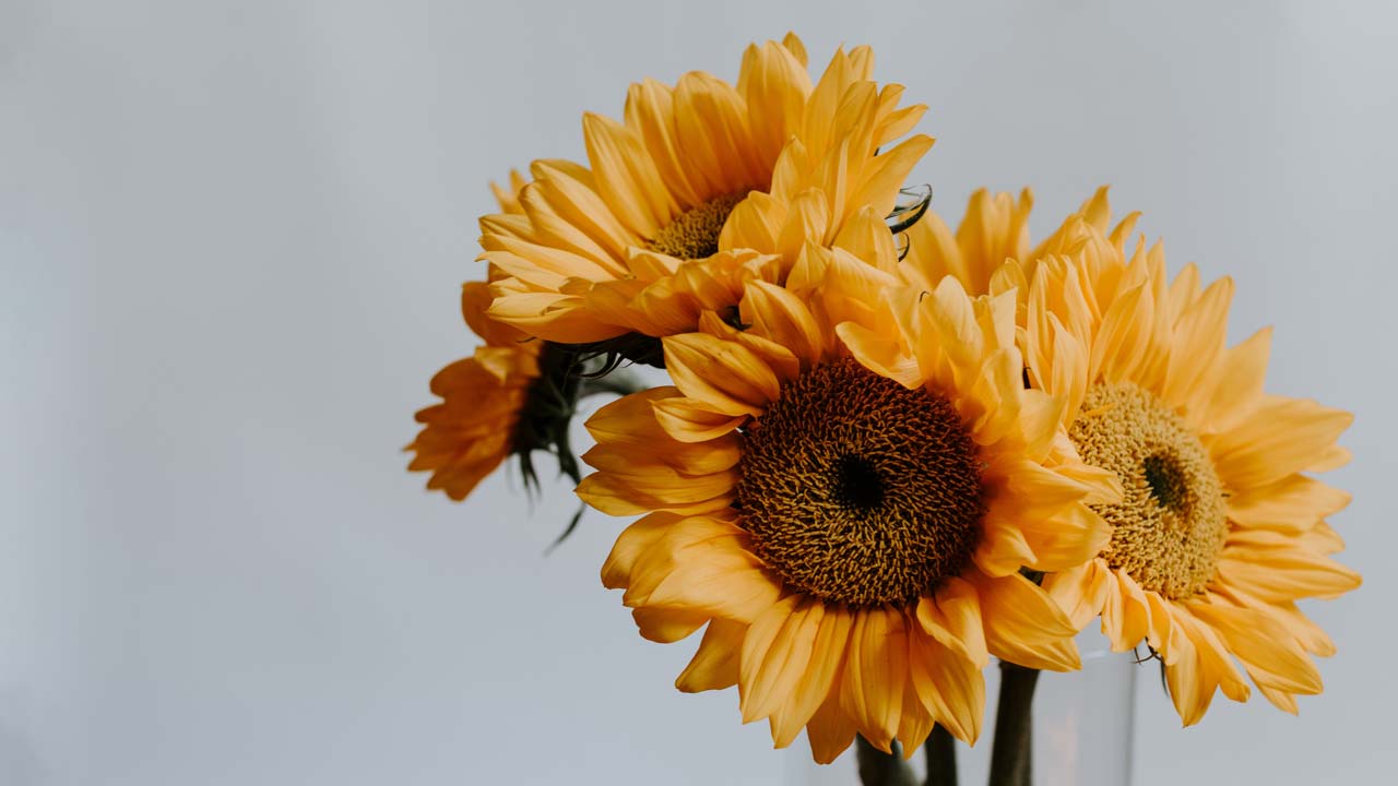 The sunflower was considered a symbol of rebirth and prosperity.