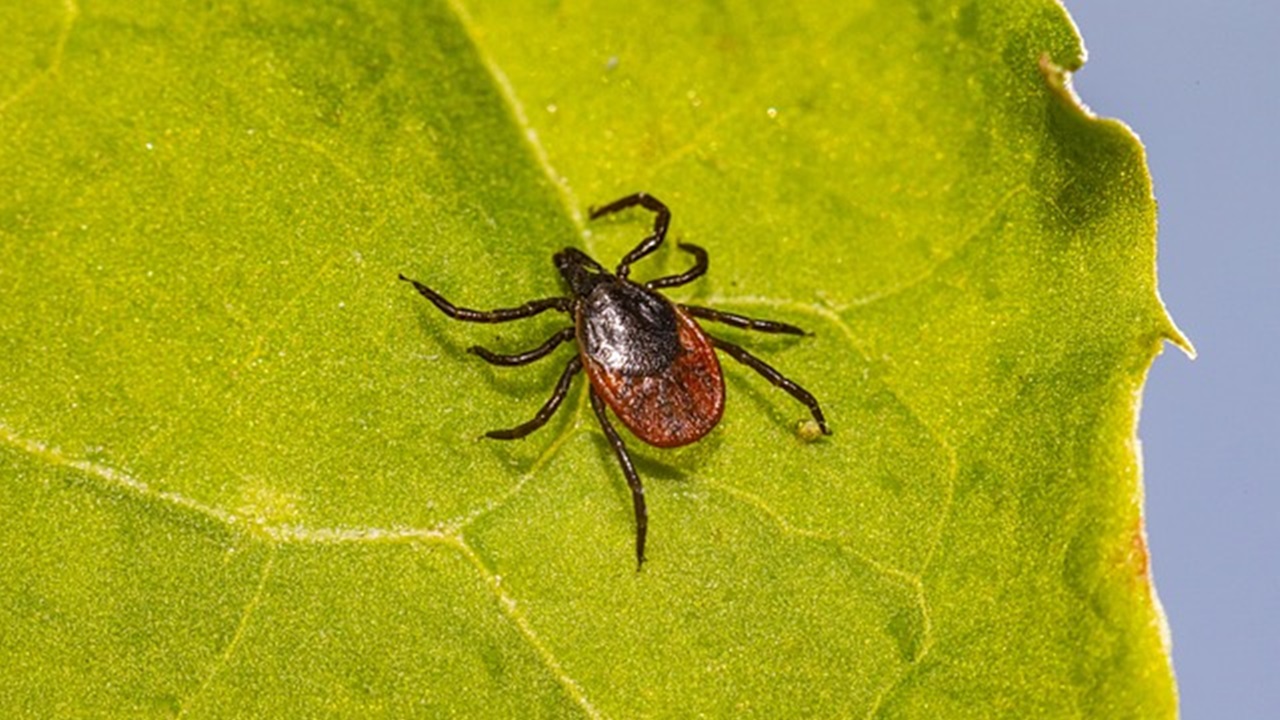 tick parasitic mite on the flower