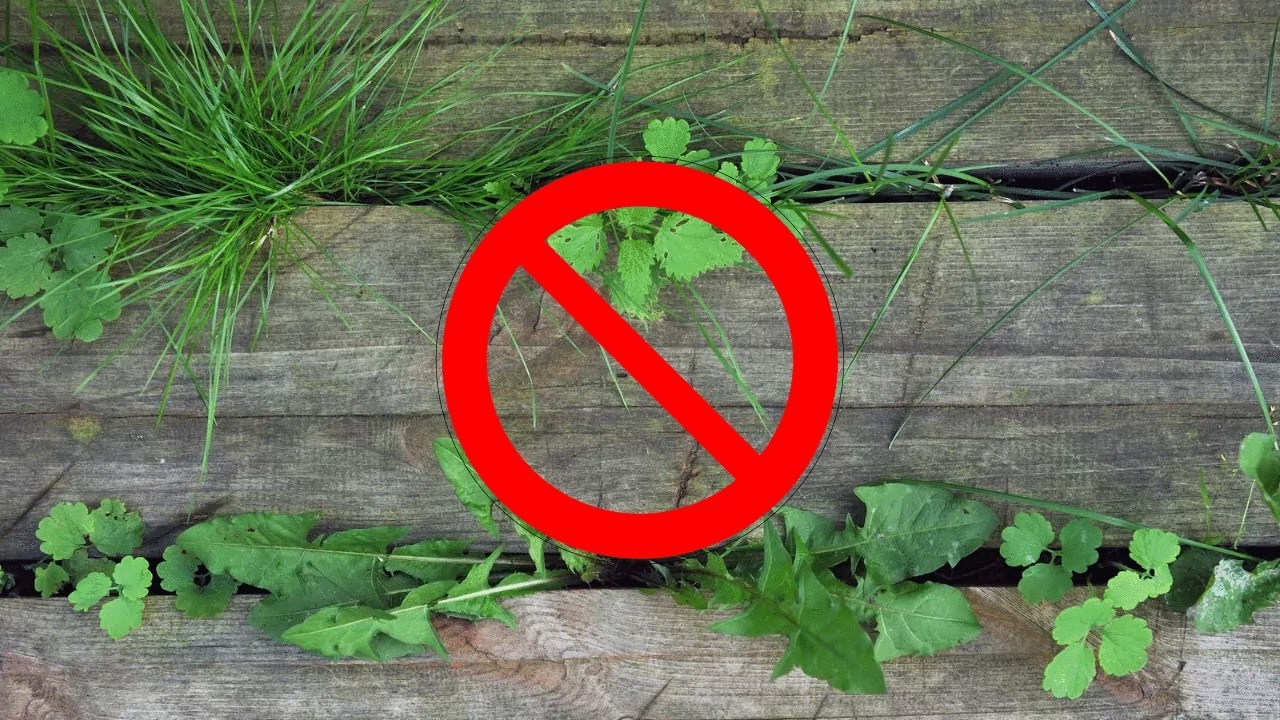 Weeds, how to dry them with 5 natural tricks