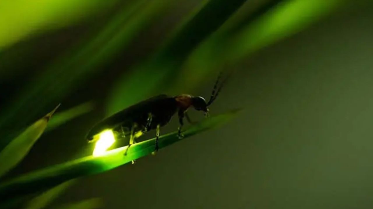 a  fireflie is sitting on a plant 