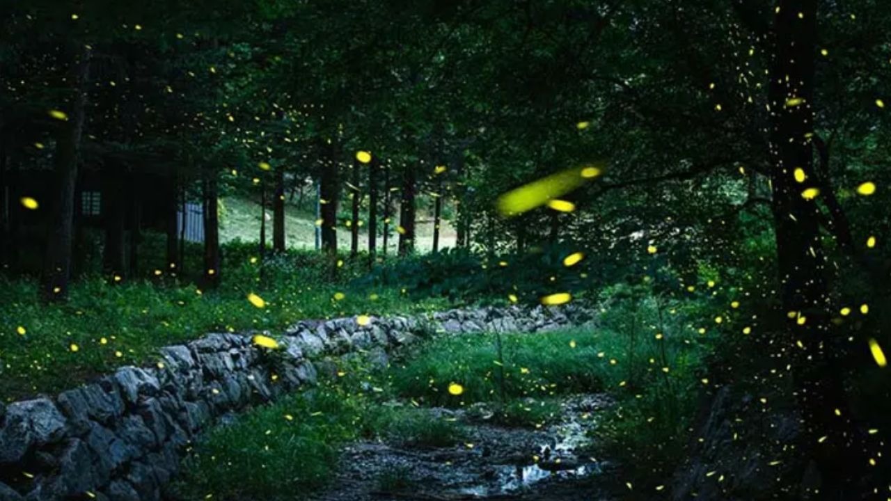  fireflies in the jungle