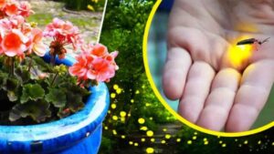 What Gardeners Do to Attract Fireflies in the Garden