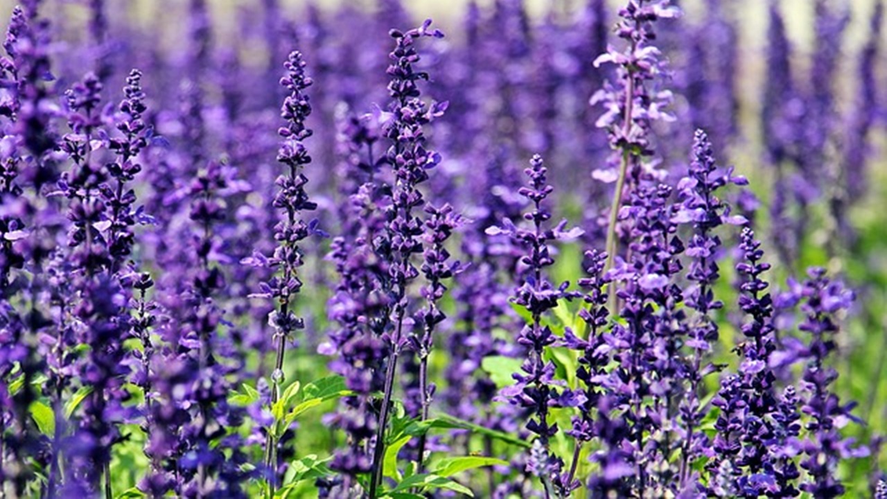 lavender grown in a garden